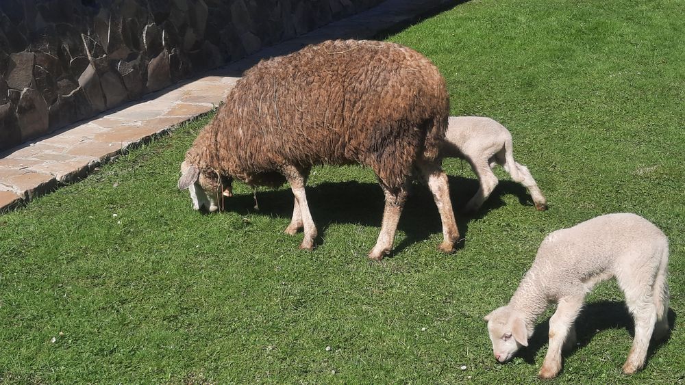 Вівці продаються породи суффолк та інші.