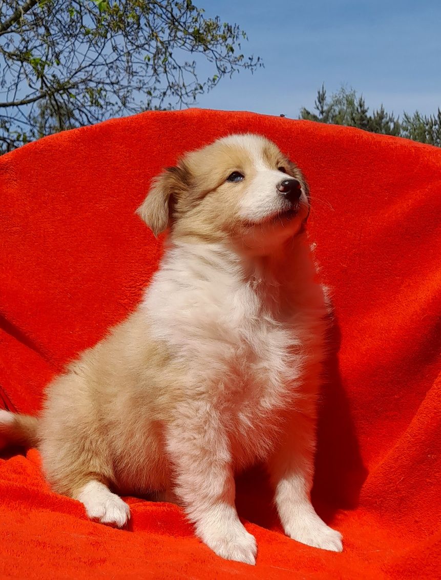 Suczka Owczarek Szkocki Collie