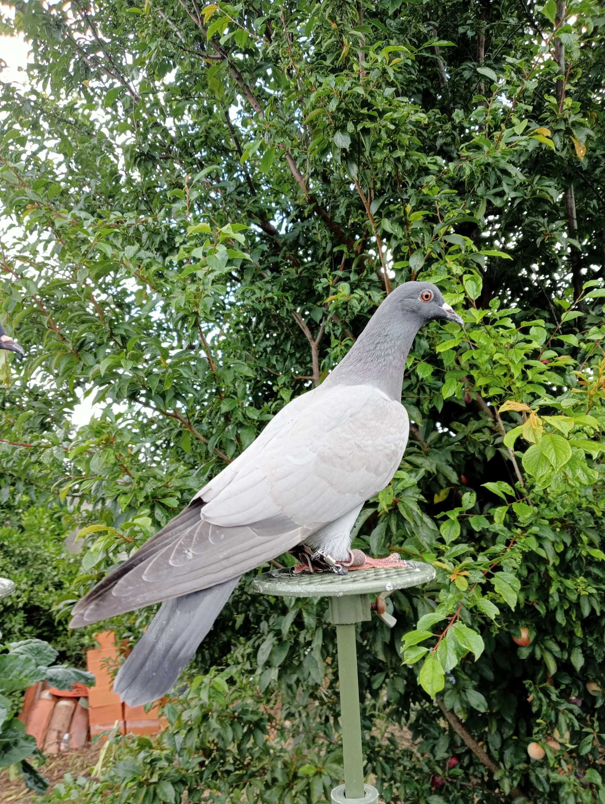 Pombos negaça italianos