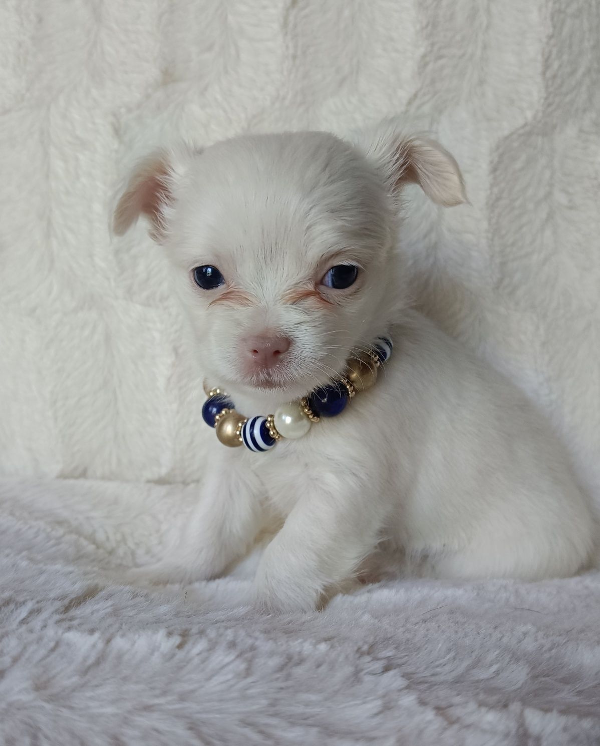 Chihuahua suczka