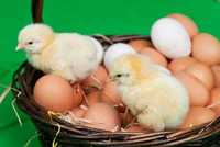 Бройлерное инкубационное яйцо( Польша ) доставкой к Вам