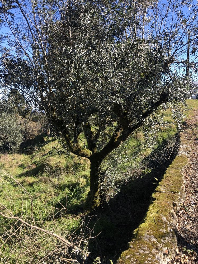 Oliveiras para jardim