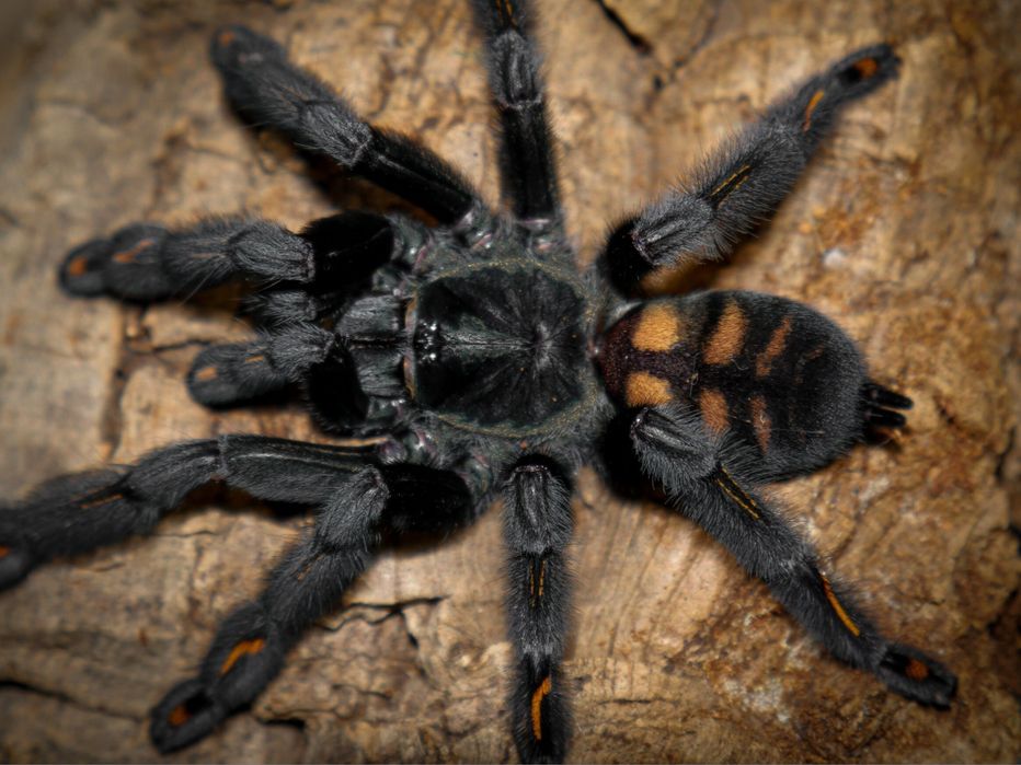 Pajak ptasznik Psalmopeus irminia