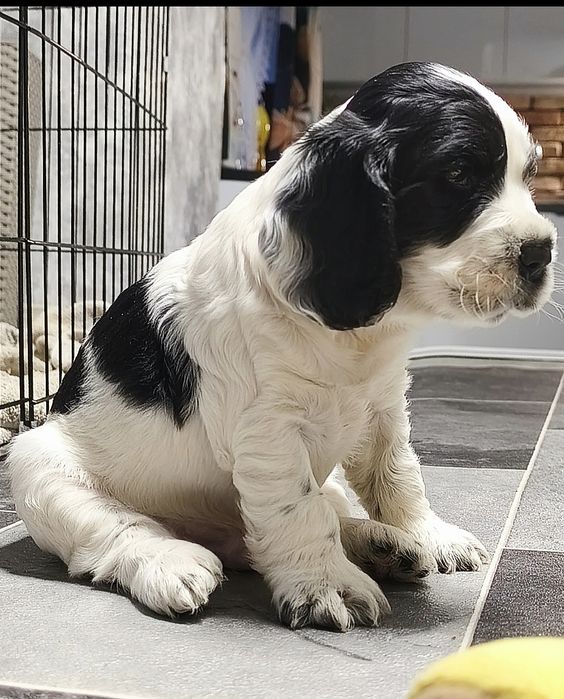 Cocker spaniel angielski biało-czarny z przesianiem