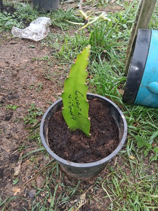 Pitaya gigante vietnamita sem raiz ainda...