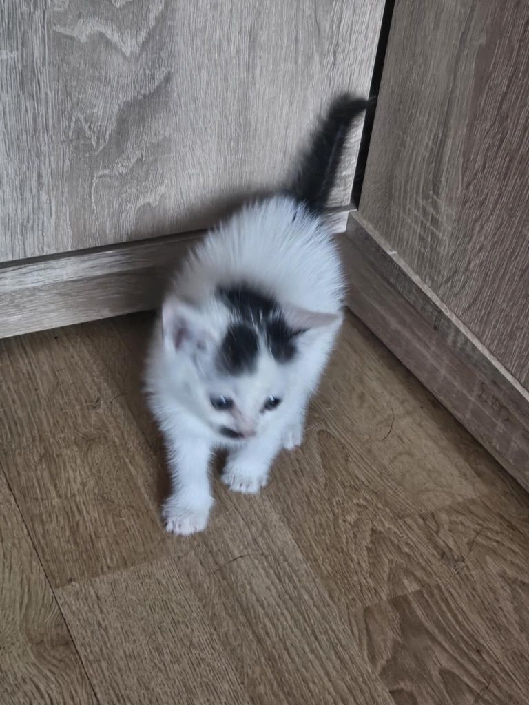 Kociaki. Słodkie chłopaki błagają o domy! Adopcja