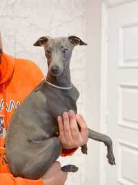 Galgo italiano blue ultima