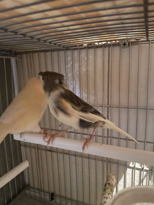 Dois casais de canarios