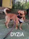 DYZIA młoda łagodna suczka szuka domu
