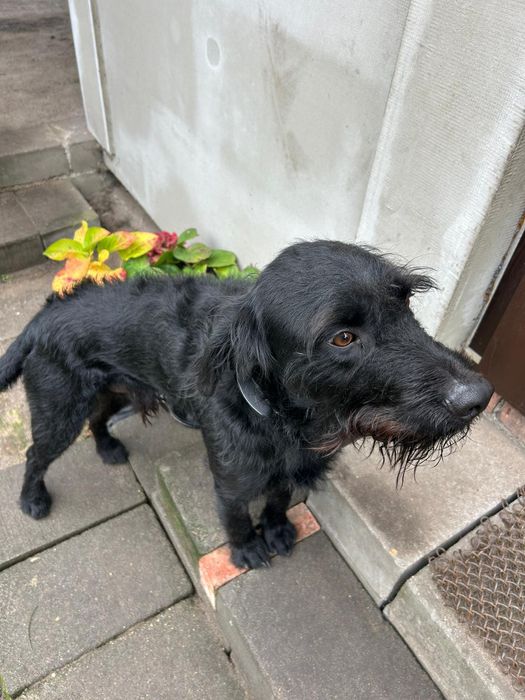 Oddam psa (17msc) w dobre ręce.