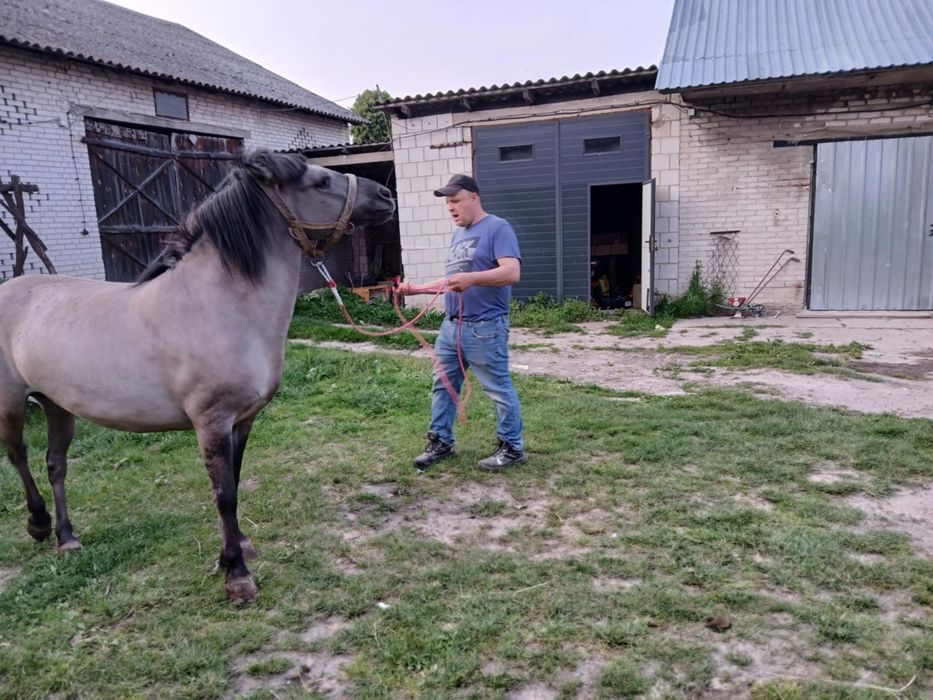 Sprzedam klacz konik polski