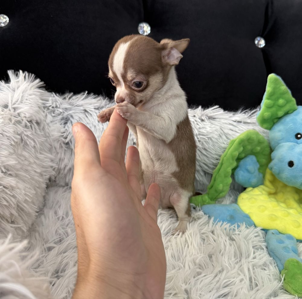 Chihuahua mini piesek czekoladowy
