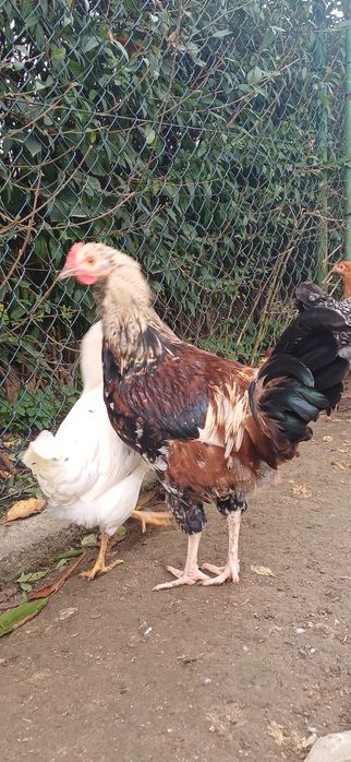 Sprzedam młode koguty