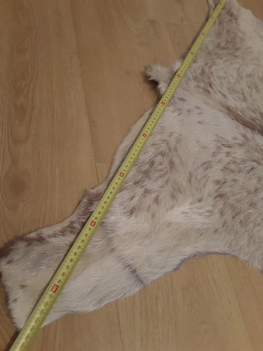 Pele de Cabrito Novo Preço