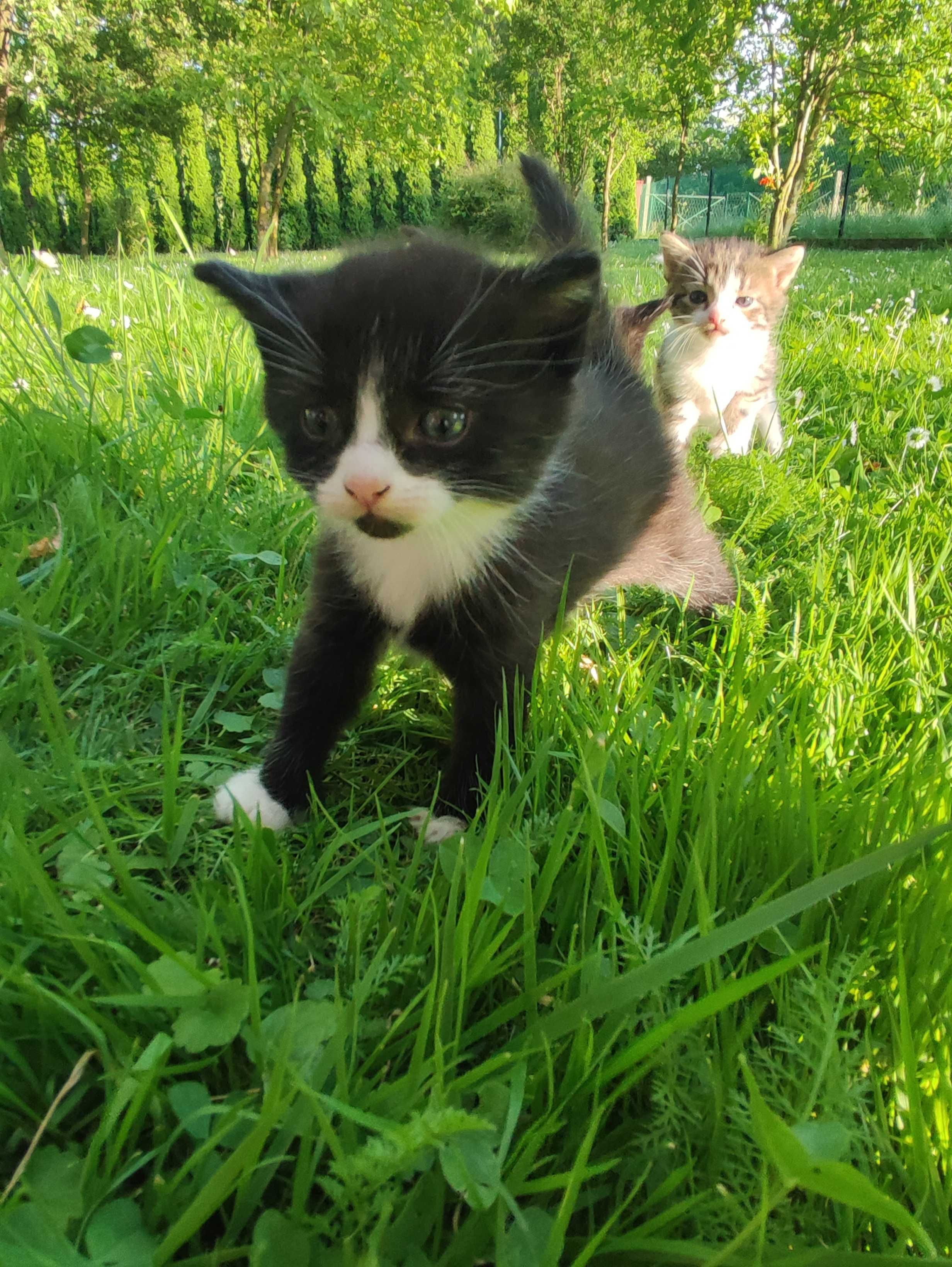 Oddam kotki w dobre ręce
