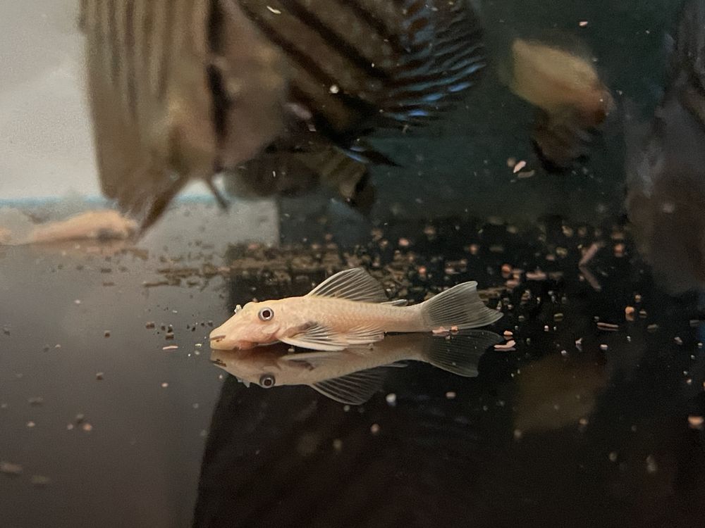Ancistrus - L144 - Golden Blue eyes - Standard Fin