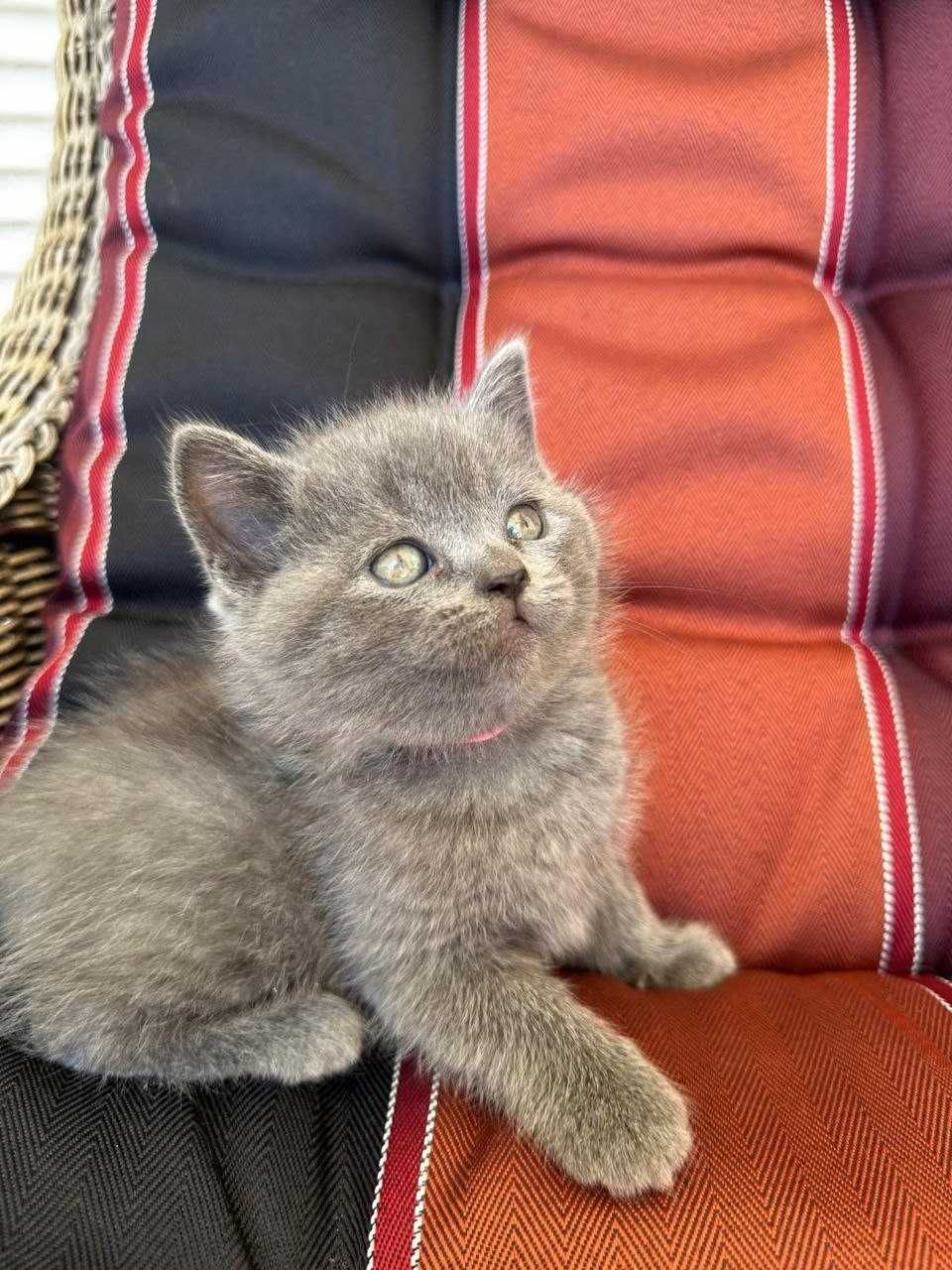 Gatinho Scottish Straight azul Algarve
