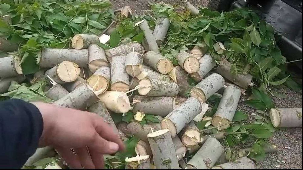 Подрібнювач гілок TR-60/Дробилка веток/Измельчитель веток/Щепорез