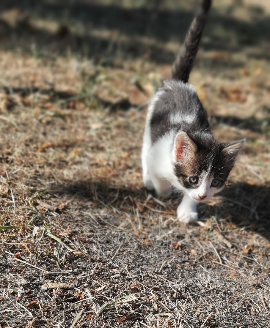 Кошеня,1.5 місяці.Безкоштовно