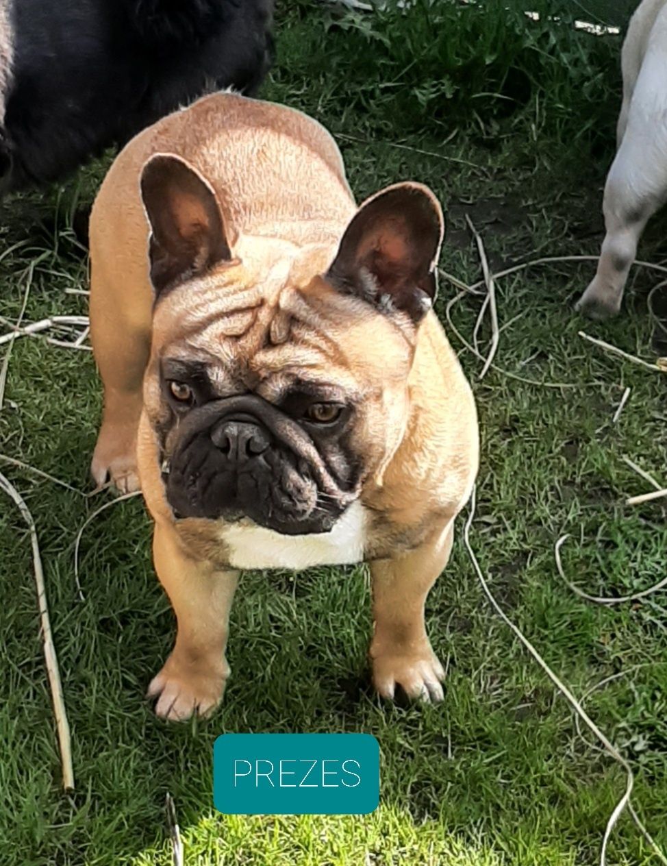 Buldog francuski Łaciaty Playboy