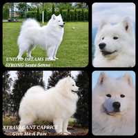 Samoyed Szczeniaki ZKwP FCI