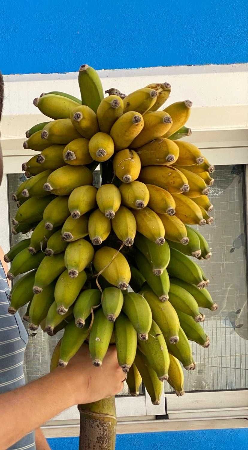 Plantas de bananeiras com vários tamanhos