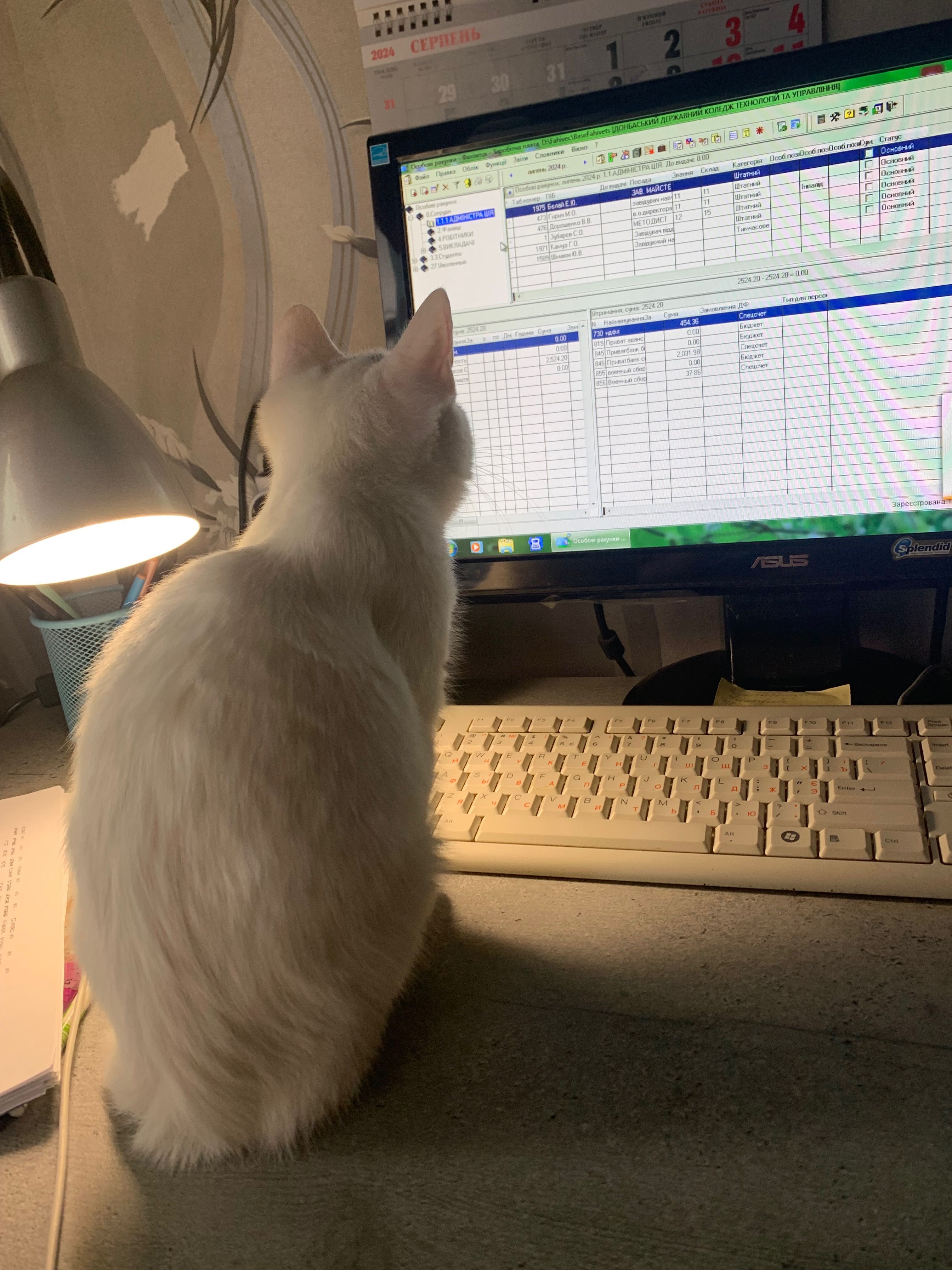 Котенок девочка кличка Маша
