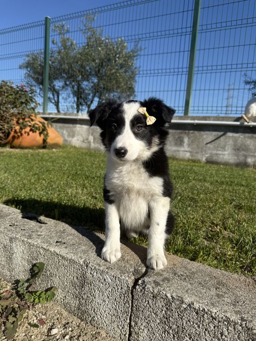 Border collie Preta e branca super Meiguinha