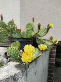 Опунція жовта садовий кактус морозостійкий