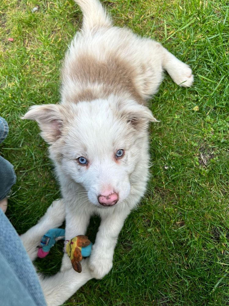 Border Collie Piesek, Red Merle