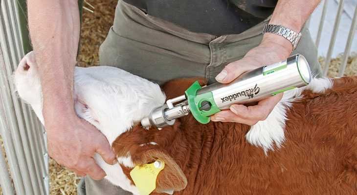 Dekornizator gazowy, wypalarka do rogów GasBuddex z głowicą 20 mm