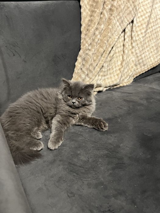 Kotka brytyjska dlugowlosa niebieska gotowa do odbioru