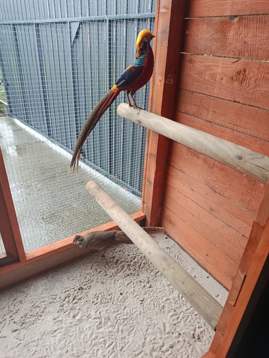 Bażant złocisty para