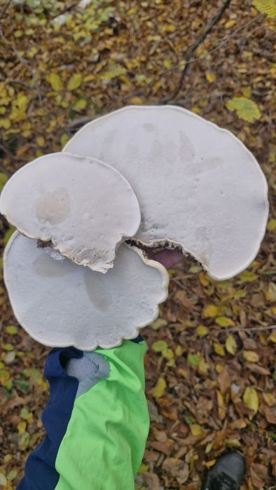 Pniarek (białoporek) brzozowy.