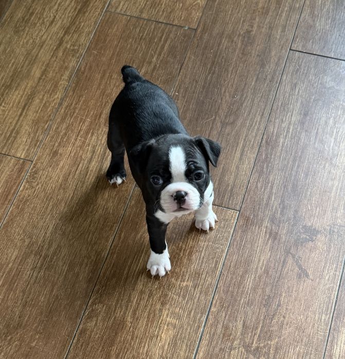 Boston terrier Szczenię