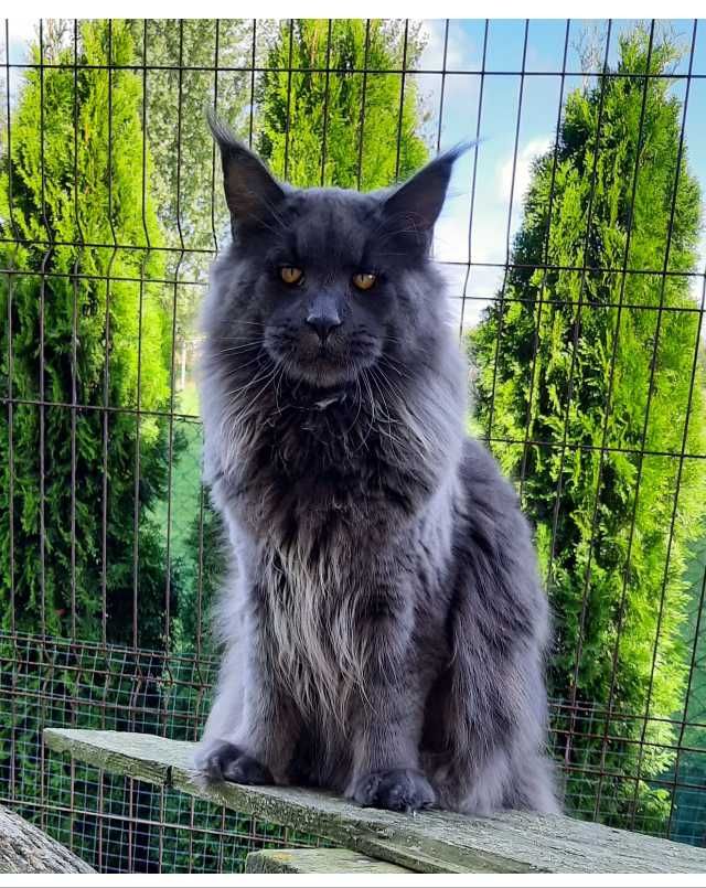 Koteczka maine coon gotowa do odbioru. Ostatnia z miotu.