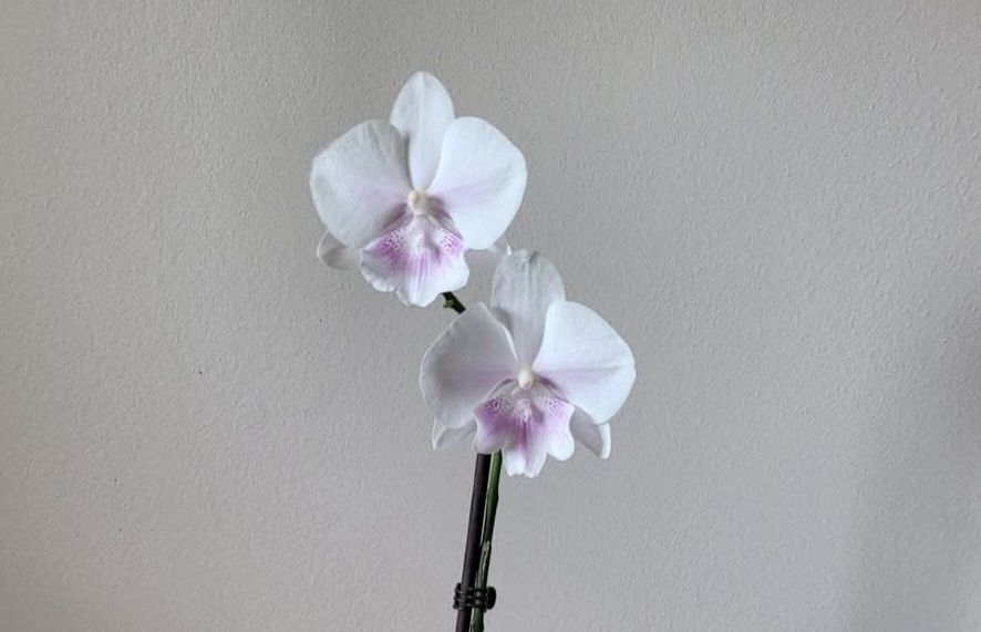 Phalaenopsis Big Lip Aprilion