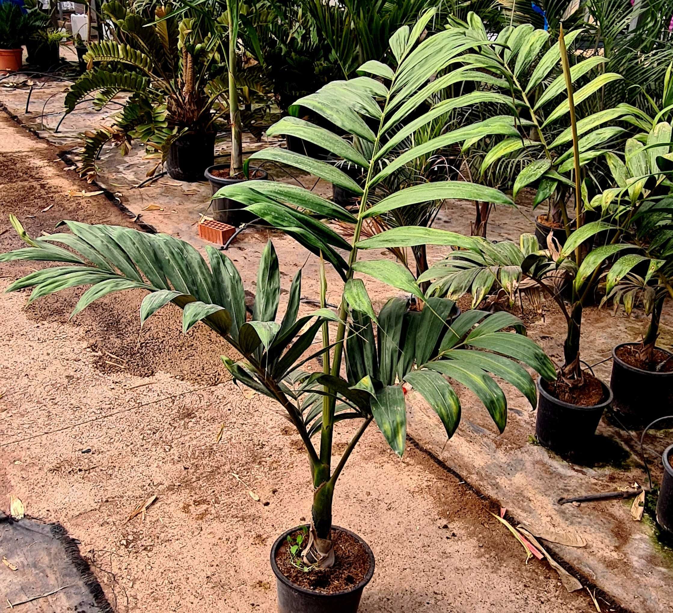Palma tropikalna do domu, na taras , Chambeyronia - Miotacz ognia