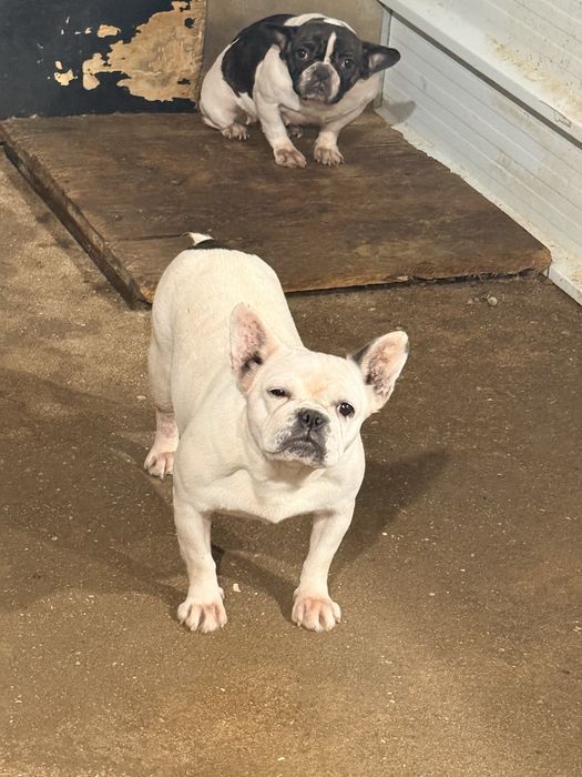 Buldogue Frances Femea