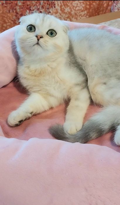 Хлопчик розумашка Срібна шиншила