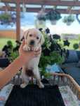 Labrador Retriever szczenie Wspaniałej Budowy Po ojcu pochodzenia FCI