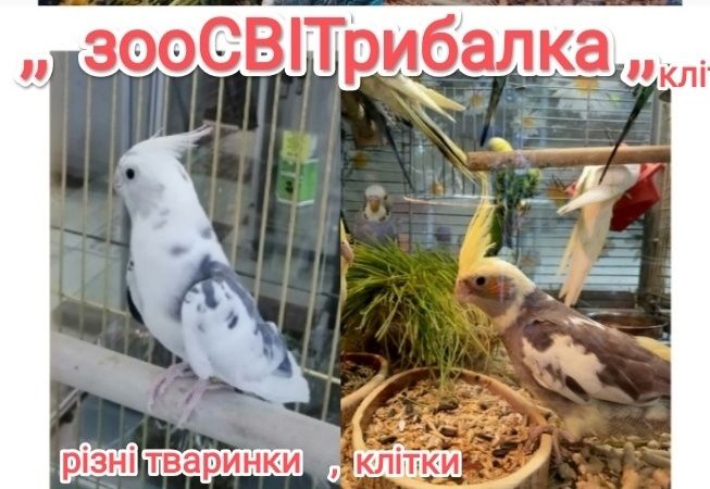 Декоративні  карликові кролики для люблячих матусь