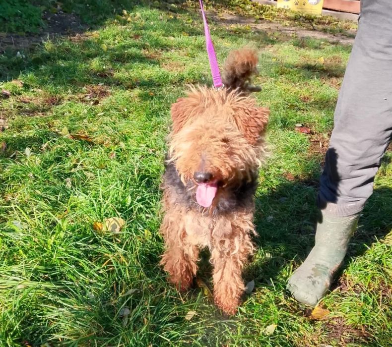 Piękna suczka w typie teriera szuka domu.