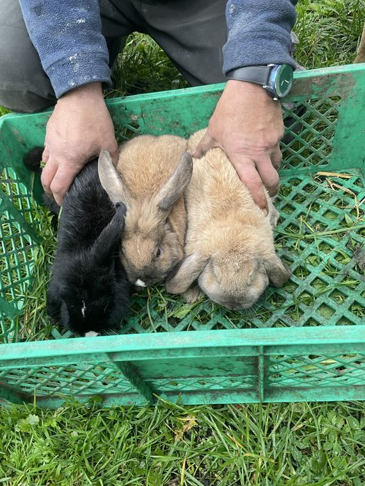 Kroliki rasy mini lop