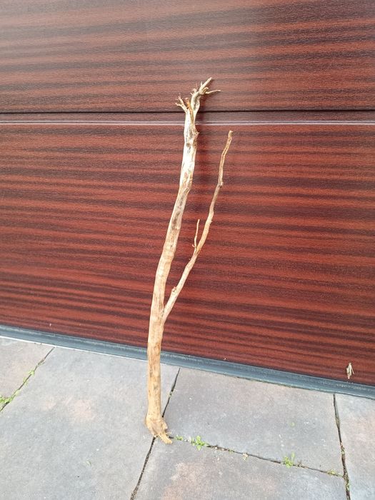 Prosty, długi naturalny korzeń do akwarium