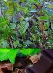 Мята шоколадная "Mentha Chocolate" в горшках