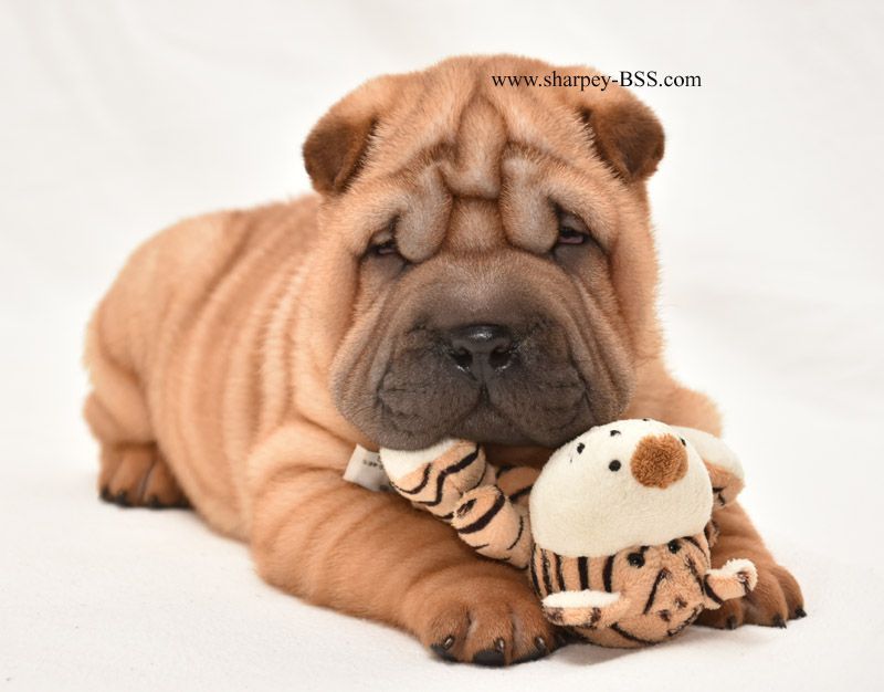 Клубные мальчик и девочка, шарпей, shar pei