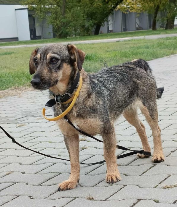 Młoda suczka do adopcji!