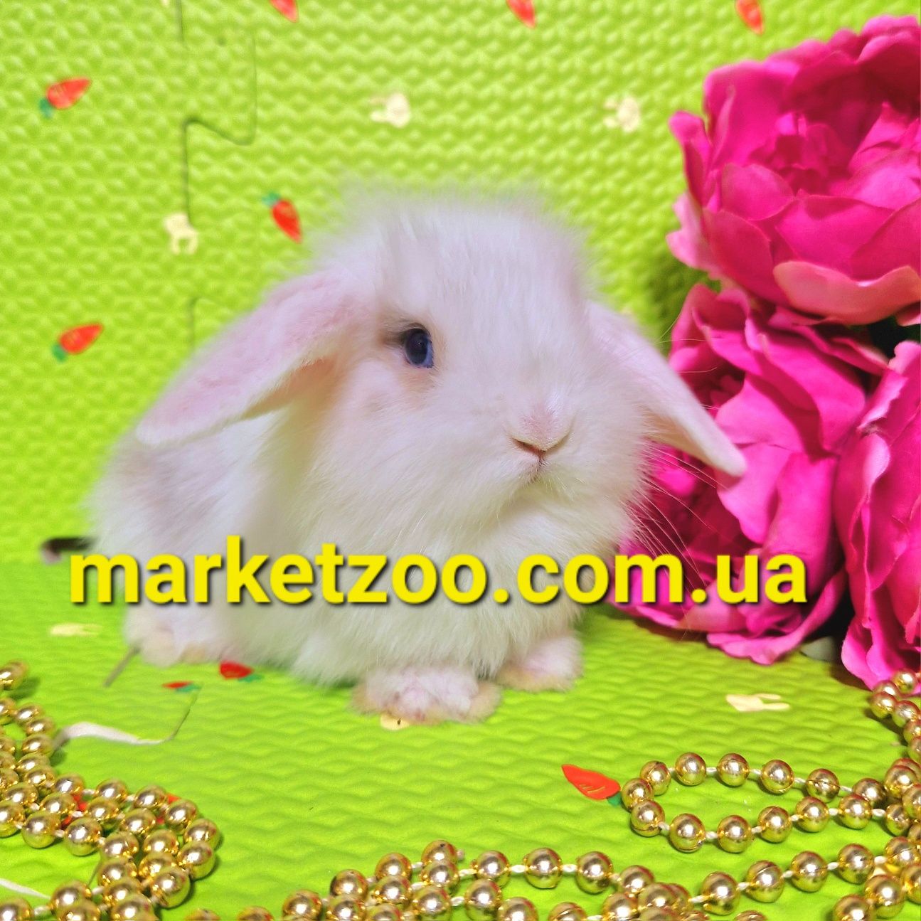 Mini lop мини міні карликовые кролики вислоухий баранчик білий