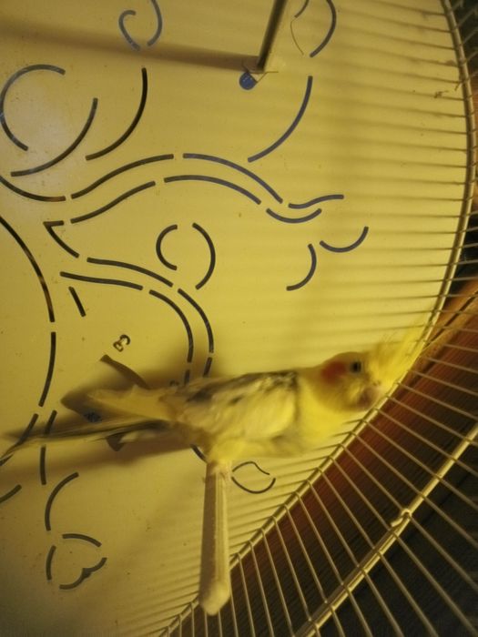 Sprzedam papugę nimfę z klatką